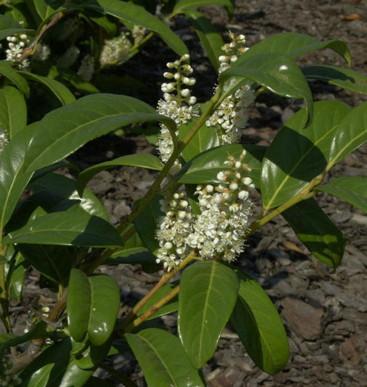  Großblättrige Lorbeerkirsche 60-80cm - Prunus Laurocerasus