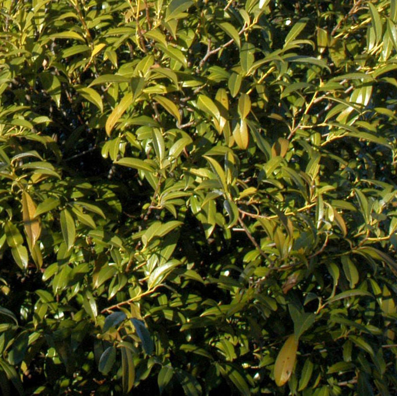  Hochstamm Lorbeerkirsche Sofia® 100-125cm - Prunus Laurocerasus