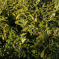  Hochstamm Lorbeerkirsche Sofia® 100-125cm - Prunus Laurocerasus