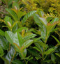 Lorbeerkirsche Titan® 60-80cm - Prunus Laurocerasus