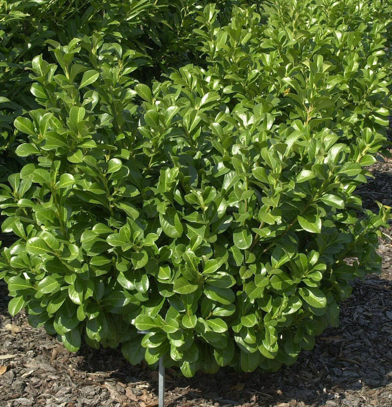  Lorbeerkirsche Etna® 30-40cm - Prunus Laurocerasus