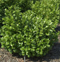  Lorbeerkirsche Etna® 30-40cm - Prunus Laurocerasus