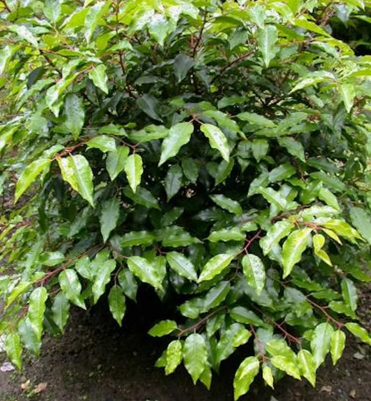  Portugiesische Lorbeerkirsche Angustifolia 100-125cm - Prunus Lusitanica