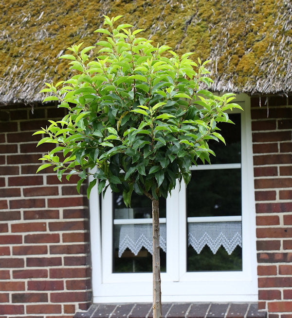  Hochstamm Portugiesische Lorbeerkirsche Angustifolia 40-60cm - Prunus Lusitanica