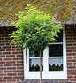  Hochstamm Portugiesische Lorbeerkirsche Angustifolia 40-60cm - Prunus Lusitanica