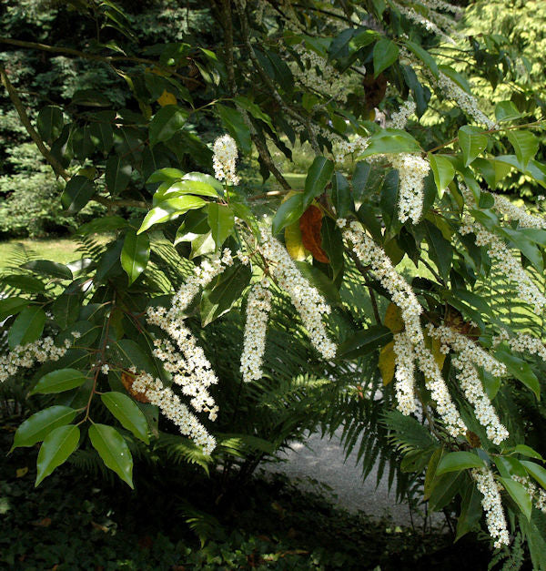  Portugiesischer Kirschlorbeer Myrtifolia 40-60cm - Prunus Lusitanica