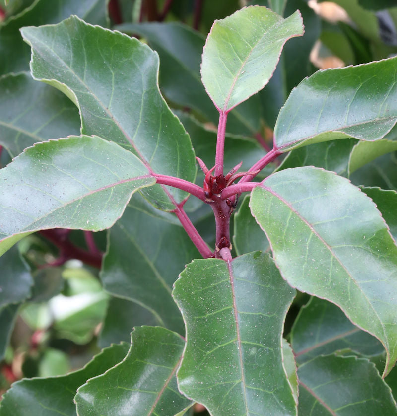  Hochstamm Portugiesische Lorbeerkirsche Brenelia 40-60cm - Prunus Lusitanica