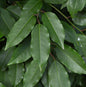  Portugiesische Lorbeerkirsche 60-80cm - Prunus Lusitanica
