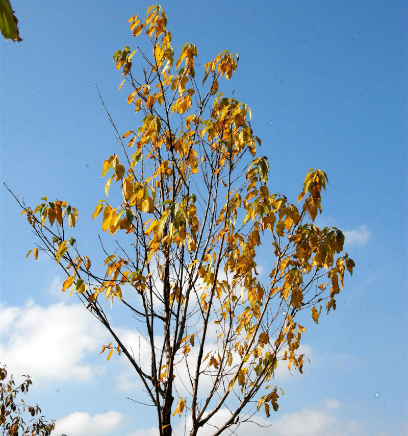  Amur-Kirsche Amber Beauty 80-100cm - Prunus Maackii