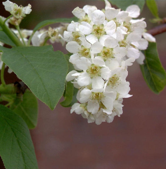  Traubenkirsche 60-80cm - Prunus Padus