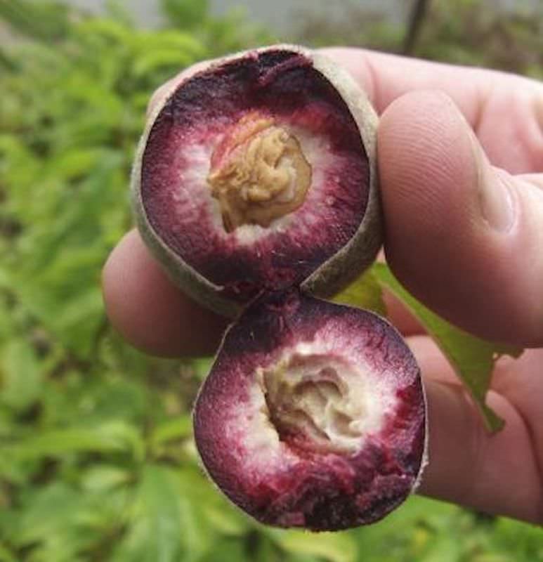  Pfirsich Roter Weinbergpfirsich 60-80cm - Prunus Persica