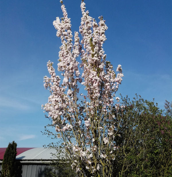  Japanische Säulenkirsche 80-100cm - Prunus Serrulata