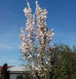  Japanische Säulenkirsche 80-100cm - Prunus Serrulata