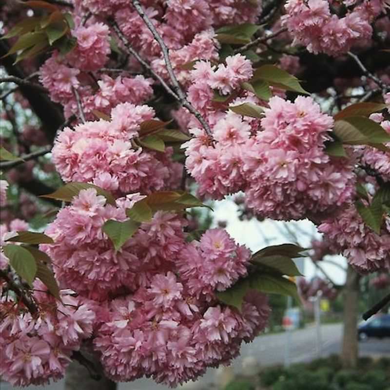  Hochstamm Japanische Nelkenkirsche Kanzan 100-125cm - Prunus Serrulata