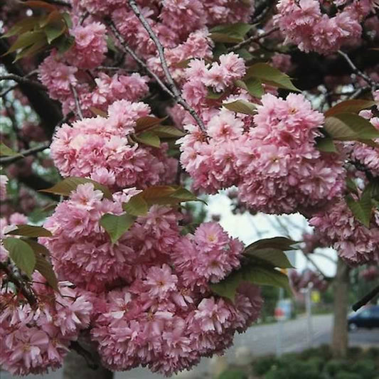  Hochstamm Japanische Nelkenkirsche Kanzan 100-125cm - Prunus Serrulata
