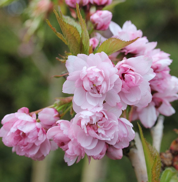  Japanische Hänge Nelkenkirsche 60-80cm - Prunus Serrulata