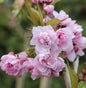  Japanische Hänge Nelkenkirsche 60-80cm - Prunus Serrulata