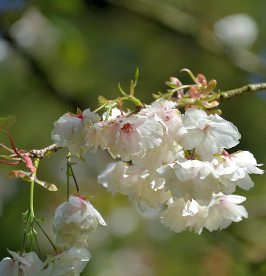 Hochstamm Japanische Zierkirsche Ukon 100-125cm - Prunus Serrulata