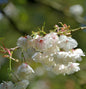 Hochstamm Japanische Zierkirsche Ukon 100-125cm - Prunus Serrulata