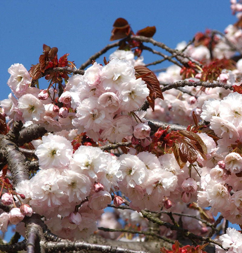  Hochstamm Zierkirsche Shirofugen 100-125cm - Prunus Serrulata