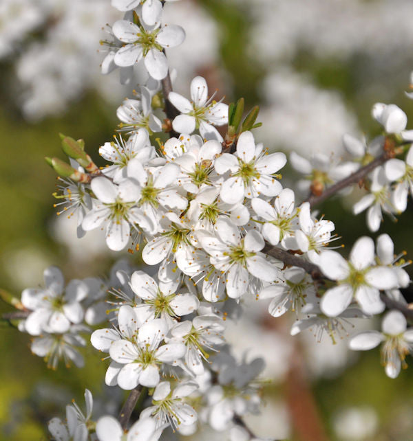 Schwarzdorn 125-150cm - Prunus Spinosa