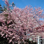  Rosa Winterkirsche 125-150cm - Prunus Subhirtella