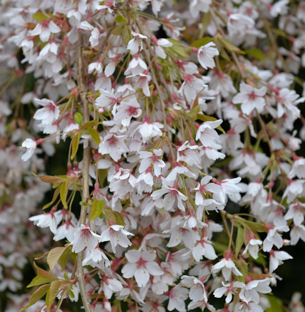  Frühlingshängekirsche 80-100cm - Prunus Subhirtella