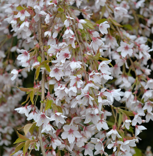  Frühlingshängekirsche 80-100cm - Prunus Subhirtella