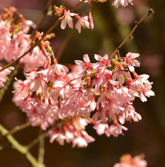  Hochstamm Higan Kirsche 80-100cm - Prunus Subhirtella