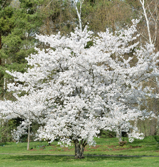  Japanische Maienkirsche 60-80cm - Prunus Yedoensis