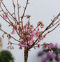  Hochstamm Zierkirsche Okame 80-100cm - Prunus Okame