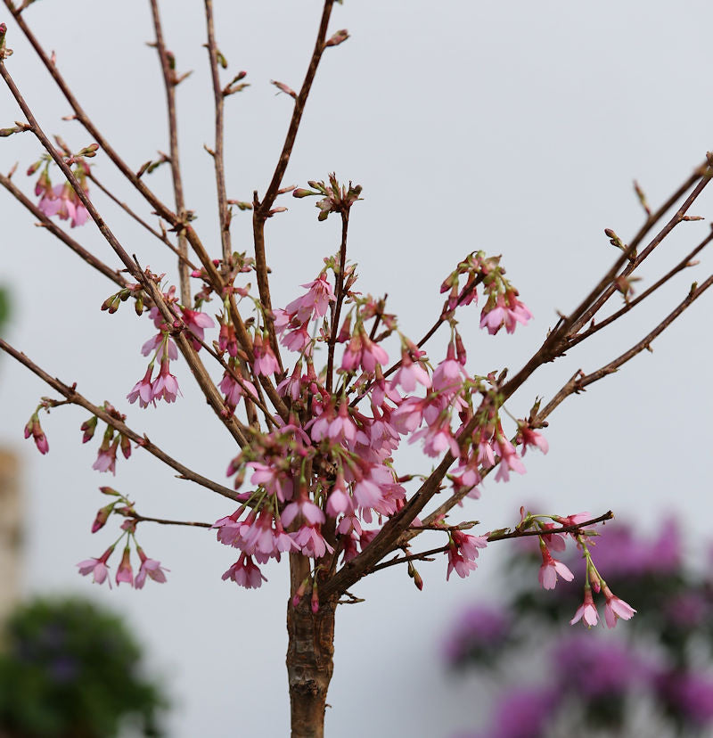  Hochstamm Zierkirsche Okame 100-125cm - Prunus Okame