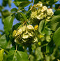  Kleeulme 60-80cm - Ptelea Trifoliata