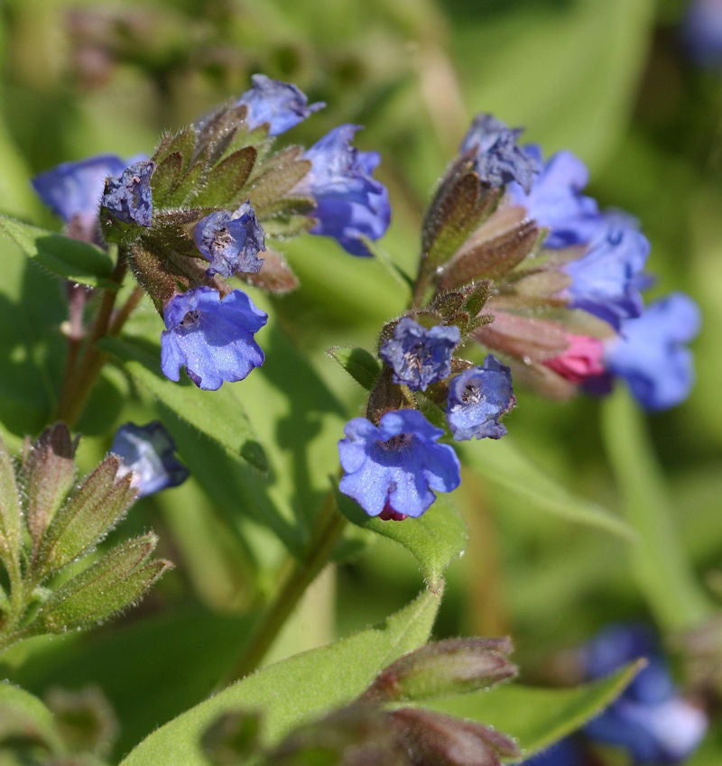  Schmalblättriges Lungenkraut Azurea - Pulmonaria Dacica