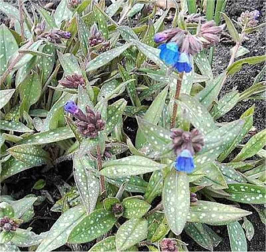  Lungenkraut Blauer Hügel - Pulmonaria Longifolia