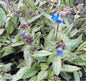  Lungenkraut Blauer Hügel - Pulmonaria Longifolia