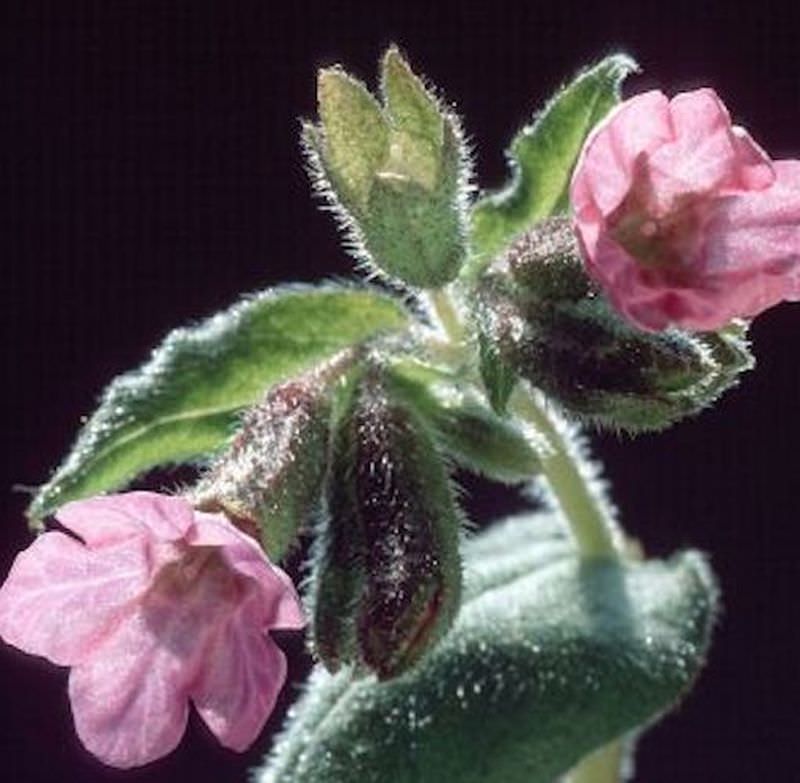  Echtes Lungenkraut Dora Bielefeld - Pulmonaria Officinalis