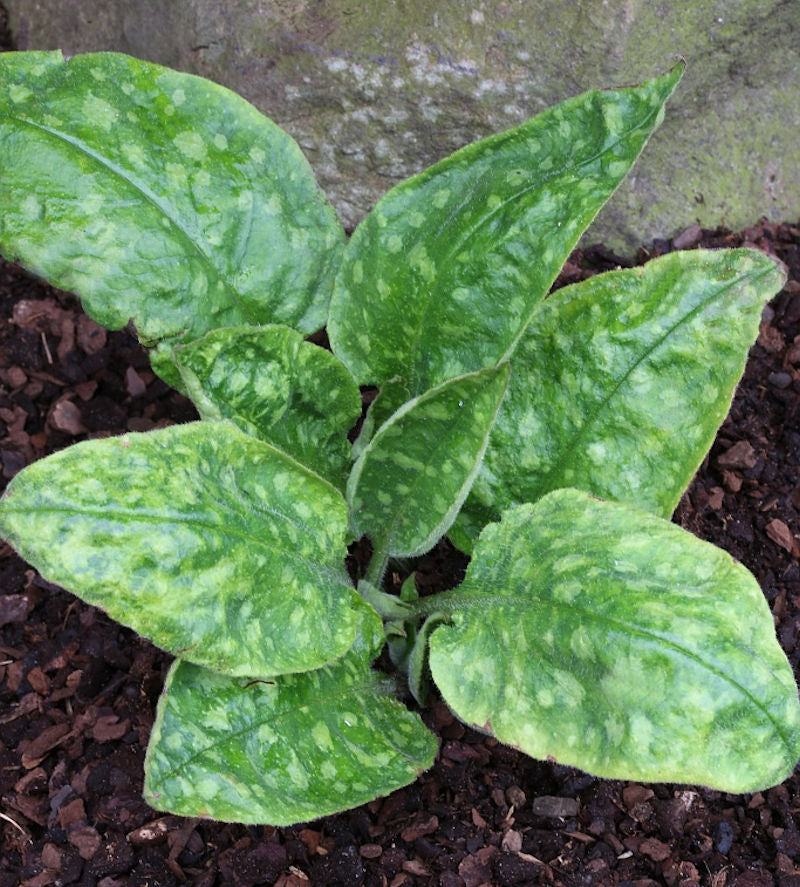  Echtes Lungenkraut Sissinghurst White - Pulmonaria Officinalis