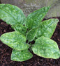  Echtes Lungenkraut Sissinghurst White - Pulmonaria Officinalis