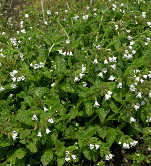  Weißes Echtes Lungenkraut - Pulmonaria Officinalis