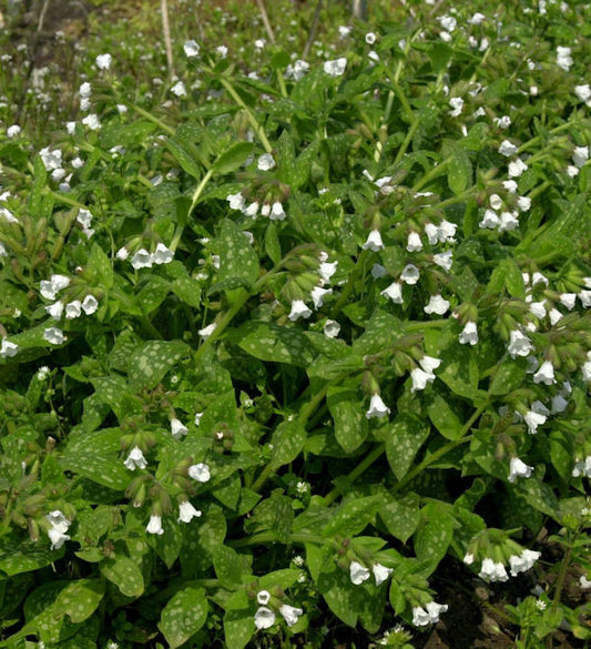  Weißes Echtes Lungenkraut - Pulmonaria Officinalis