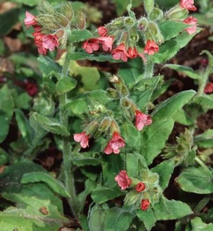  Lungenkraut Salmon Glow - Pulmonaria Rubra