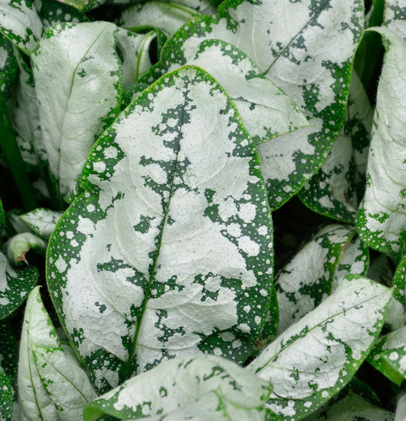  Lungenkraut Moonshine - Pulmonaria Saccharata