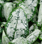  Lungenkraut Moonshine - Pulmonaria Saccharata