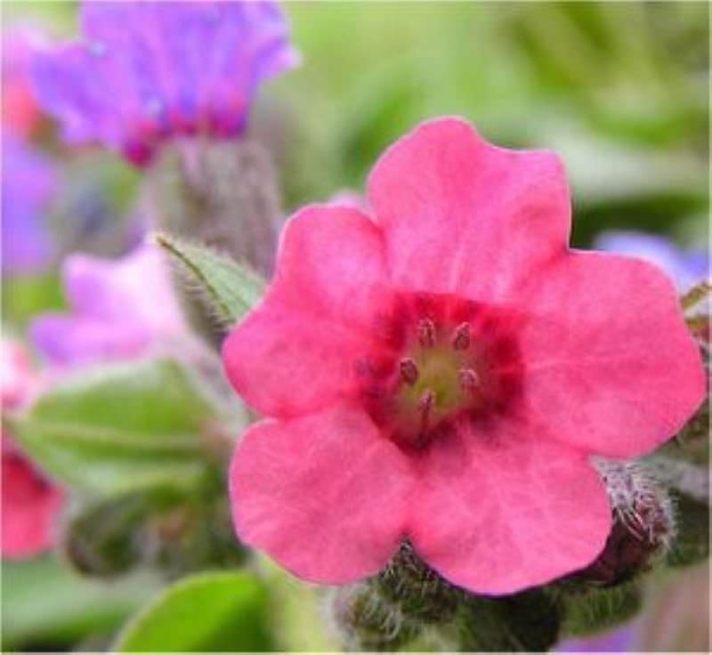  Lungenkraut Mrs. Moon - Pulmonaria Saccharata