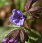  Lungenkraut Majeste - Pulmonaria Saccharata