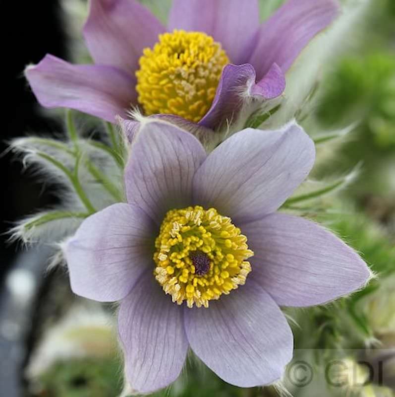  Küchenschelle Blaue Glocke - Pulsatilla Vulgaris