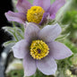  Küchenschelle Blaue Glocke - Pulsatilla Vulgaris