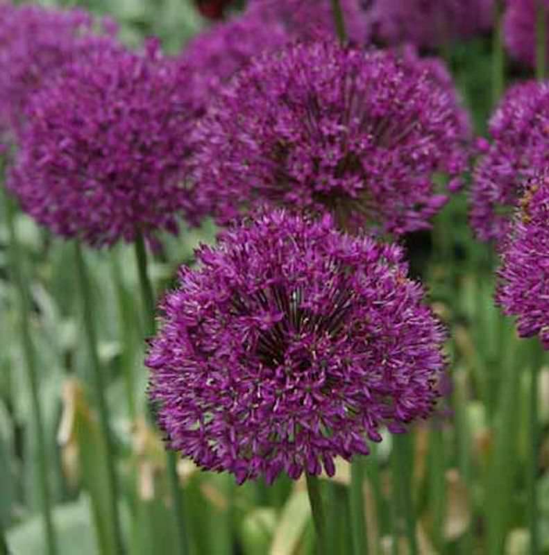  Zierlauch Purple Sensation - Allium Aflatunense