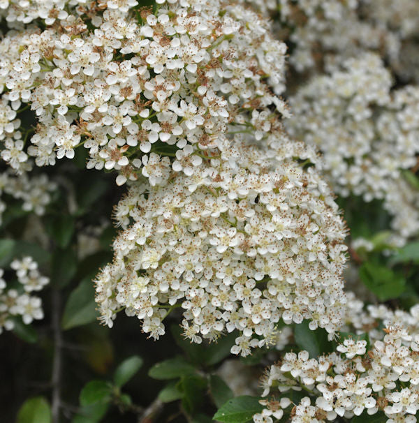  Feuerdorn Mohave 80-100cm - Pyracantha